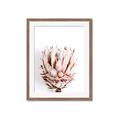Picture of Soft Protea _GroupedProduct_Rectangle_Portrait_Photography _GroupedProduct_Rectangle_Portrait_Framed_Matted_