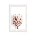 Picture of Soft Protea _GroupedProduct_Rectangle_Portrait_Photography _GroupedProduct_Rectangle_Portrait_Framed_Matted_