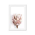 Picture of Soft Protea _GroupedProduct_Rectangle_Portrait_Photography _GroupedProduct_Rectangle_Portrait_Framed_Matted_