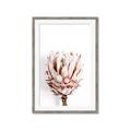 Picture of Soft Protea _GroupedProduct_Rectangle_Portrait_Photography _GroupedProduct_Rectangle_Portrait_Framed_Matted_