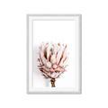 Picture of Soft Protea _GroupedProduct_Rectangle_Portrait_Photography _GroupedProduct_Rectangle_Portrait_Framed_Matted_