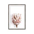 Picture of Soft Protea _GroupedProduct_Rectangle_Portrait_Photography _GroupedProduct_Rectangle_Portrait_Framed_Matted_