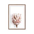 Picture of Soft Protea _GroupedProduct_Rectangle_Portrait_Photography _GroupedProduct_Rectangle_Portrait_Framed_Matted_