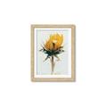 Picture of Yellow Bloom _GroupedProduct_Rectangle_Portrait_Photography _GroupedProduct_Rectangle_Portrait_Framed_Matted_