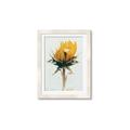 Picture of Yellow Bloom _GroupedProduct_Rectangle_Portrait_Photography _GroupedProduct_Rectangle_Portrait_Framed_Matted_
