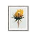 Picture of Yellow Bloom _GroupedProduct_Rectangle_Portrait_Photography _GroupedProduct_Rectangle_Portrait_Framed_Matted_