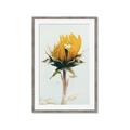 Picture of Yellow Bloom _GroupedProduct_Rectangle_Portrait_Photography _GroupedProduct_Rectangle_Portrait_Framed_Matted_