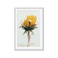 Picture of Yellow Bloom _GroupedProduct_Rectangle_Portrait_Photography _GroupedProduct_Rectangle_Portrait_Framed_Matted_
