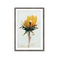 Picture of Yellow Bloom _GroupedProduct_Rectangle_Portrait_Photography _GroupedProduct_Rectangle_Portrait_Framed_Matted_