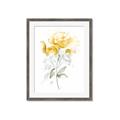 Picture of Yellow Floral II  _GroupedProduct_Rectangle_Portrait_Framed_Matted_
