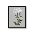 Picture of White flower I  _GroupedProduct_Rectangle_Portrait_Framed_Matted_