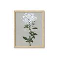 Picture of White flower I  _GroupedProduct_Rectangle_Portrait_Framed_Matted_