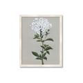 Picture of White flower I  _GroupedProduct_Rectangle_Portrait_Framed_Matted_