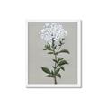 Picture of White flower I  _GroupedProduct_Rectangle_Portrait_Framed_Matted_