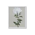 Picture of White flower I  _GroupedProduct_Rectangle_Portrait_Framed_Matted_