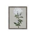 Picture of White flower I  _GroupedProduct_Rectangle_Portrait_Framed_Matted_