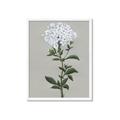 Picture of White flower I  _GroupedProduct_Rectangle_Portrait_Framed_Matted_