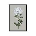 Picture of White flower I  _GroupedProduct_Rectangle_Portrait_Framed_Matted_