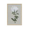 Picture of White flower I  _GroupedProduct_Rectangle_Portrait_Framed_Matted_