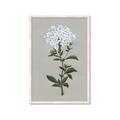 Picture of White flower I  _GroupedProduct_Rectangle_Portrait_Framed_Matted_