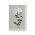 Picture of White flower I  _GroupedProduct_Rectangle_Portrait_Framed_Matted_