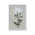 Picture of White flower I  _GroupedProduct_Rectangle_Portrait_Framed_Matted_