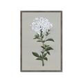 Picture of White flower I  _GroupedProduct_Rectangle_Portrait_Framed_Matted_