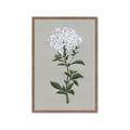 Picture of White flower I  _GroupedProduct_Rectangle_Portrait_Framed_Matted_