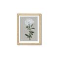 Picture of White flower I  _GroupedProduct_Rectangle_Portrait_Framed_Matted_
