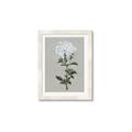 Picture of White flower I  _GroupedProduct_Rectangle_Portrait_Framed_Matted_