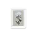 Picture of White flower I  _GroupedProduct_Rectangle_Portrait_Framed_Matted_