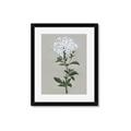 Picture of White flower I  _GroupedProduct_Rectangle_Portrait_Framed_Matted_