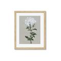 Picture of White flower I  _GroupedProduct_Rectangle_Portrait_Framed_Matted_