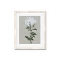 Picture of White flower I  _GroupedProduct_Rectangle_Portrait_Framed_Matted_