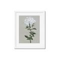 Picture of White flower I  _GroupedProduct_Rectangle_Portrait_Framed_Matted_
