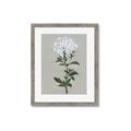 Picture of White flower I  _GroupedProduct_Rectangle_Portrait_Framed_Matted_