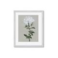 Picture of White flower I  _GroupedProduct_Rectangle_Portrait_Framed_Matted_