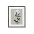 Picture of White flower I  _GroupedProduct_Rectangle_Portrait_Framed_Matted_