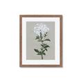 Picture of White flower I  _GroupedProduct_Rectangle_Portrait_Framed_Matted_