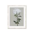 Picture of White flower I  _GroupedProduct_Rectangle_Portrait_Framed_Matted_