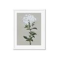 Picture of White flower I  _GroupedProduct_Rectangle_Portrait_Framed_Matted_