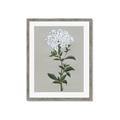 Picture of White flower I  _GroupedProduct_Rectangle_Portrait_Framed_Matted_