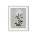 Picture of White flower I  _GroupedProduct_Rectangle_Portrait_Framed_Matted_