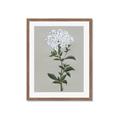 Picture of White flower I  _GroupedProduct_Rectangle_Portrait_Framed_Matted_