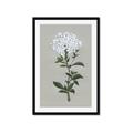 Picture of White flower I  _GroupedProduct_Rectangle_Portrait_Framed_Matted_
