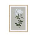 Picture of White flower I  _GroupedProduct_Rectangle_Portrait_Framed_Matted_