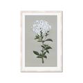 Picture of White flower I  _GroupedProduct_Rectangle_Portrait_Framed_Matted_