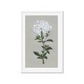 Picture of White flower I  _GroupedProduct_Rectangle_Portrait_Framed_Matted_