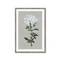 Picture of White flower I  _GroupedProduct_Rectangle_Portrait_Framed_Matted_