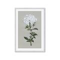Picture of White flower I  _GroupedProduct_Rectangle_Portrait_Framed_Matted_